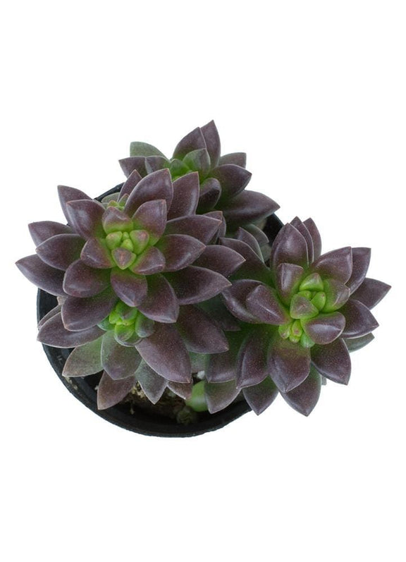 Succulent 'Jet Beads' - Urban Sprouts
