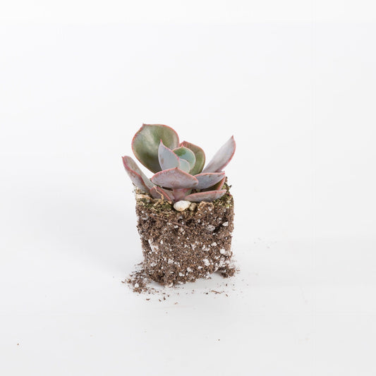 Urban Sprouts Plant 2" in nursery pot Succulent 'Pearl of Nurnburg'