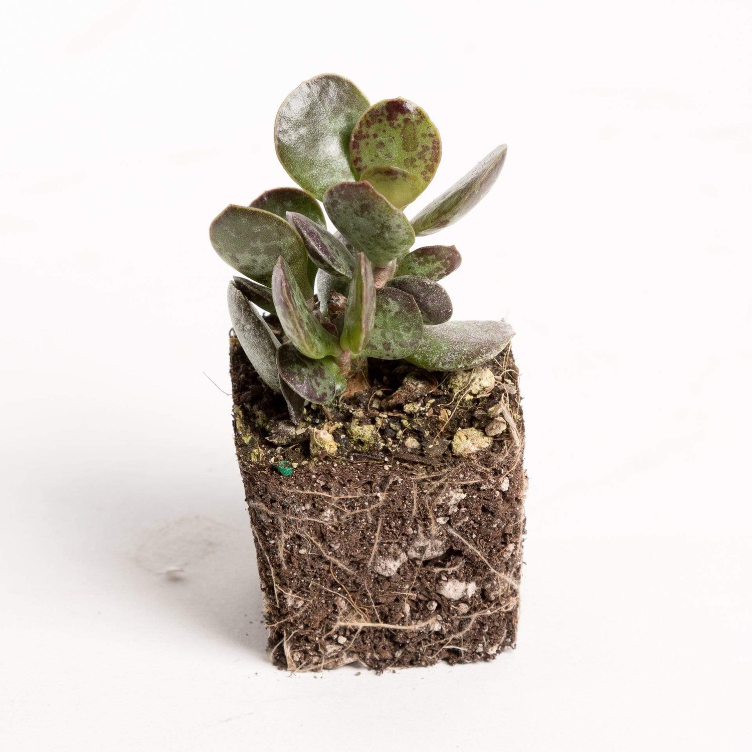 Urban Sprouts Plant 2" in nursery pot Succulent 'Plover Eggs'