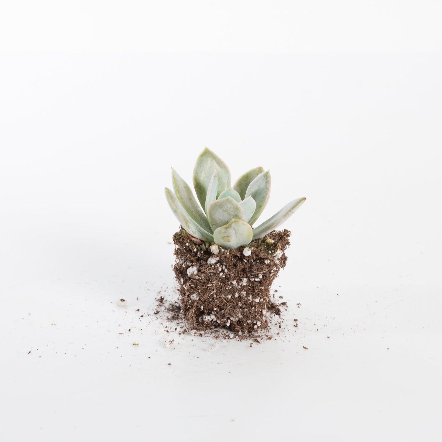 Urban Sprouts Plant 2" in nursery pot Succulent 'Powder Puff'