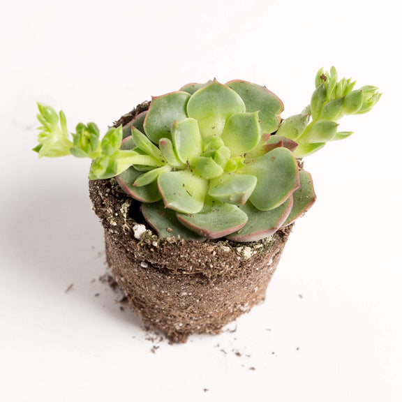 Urban Sprouts Plant 2" in nursery pot Succulent 'Ramillete'