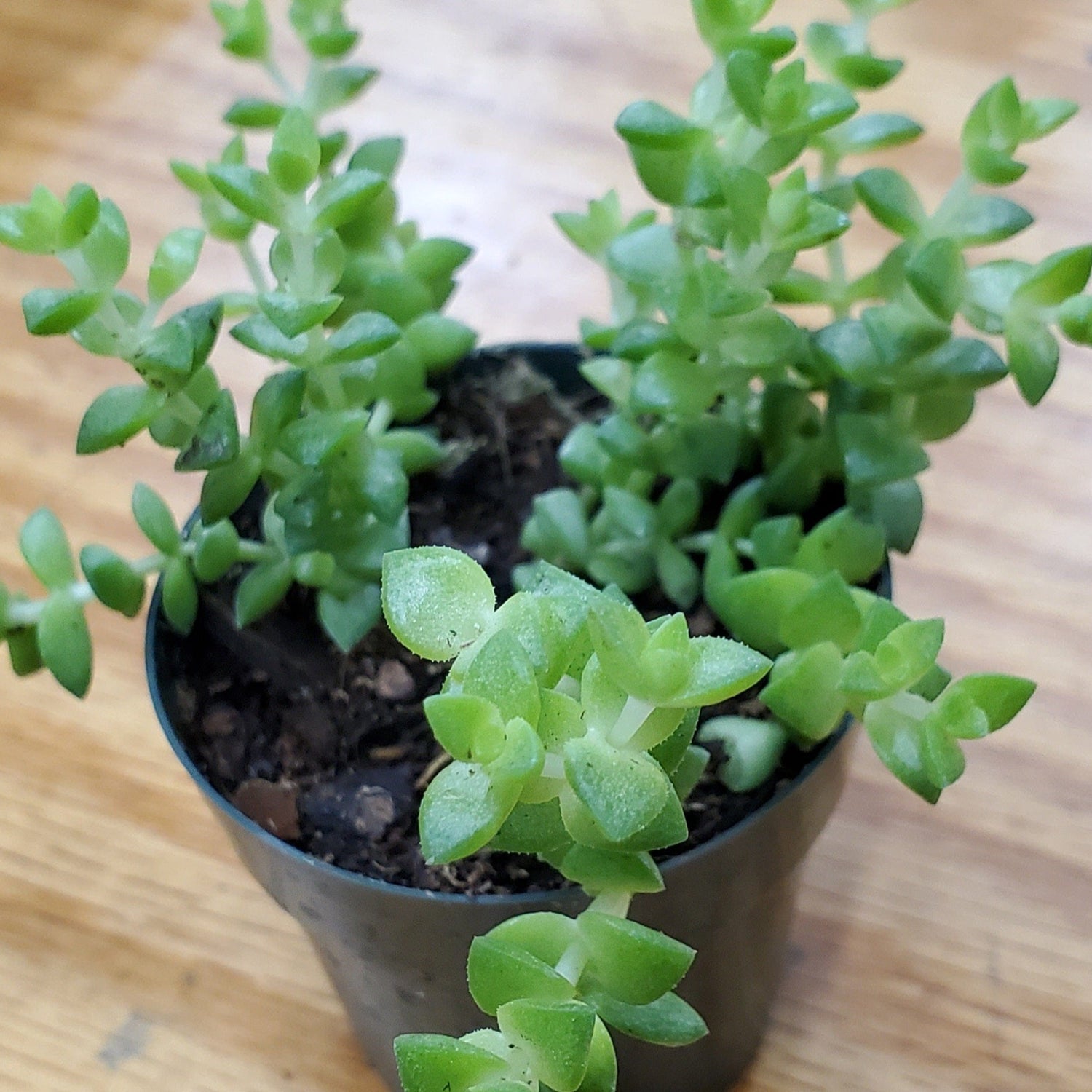 Urban Sprouts Plant 2" in nursery pot Succulent Sedum adolphi 'Green'