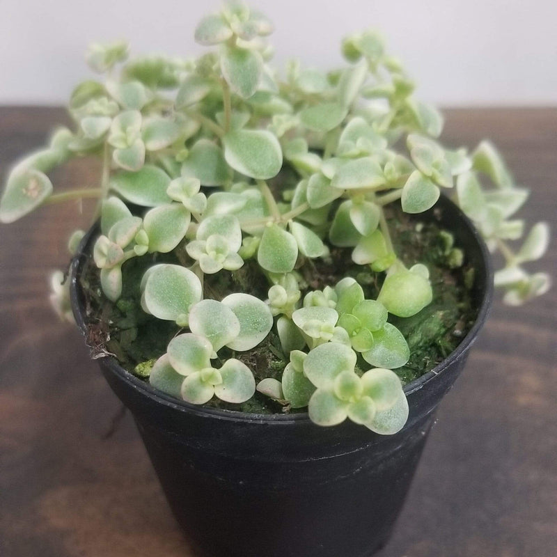 Succulent Sedum 'Little Missy ' - Urban Sprouts