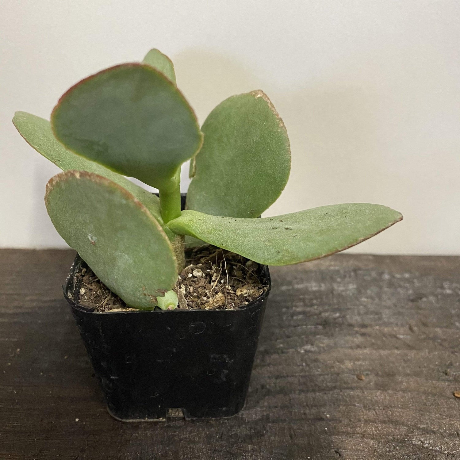 Succulent 'Silver Spoon' - Urban Sprouts