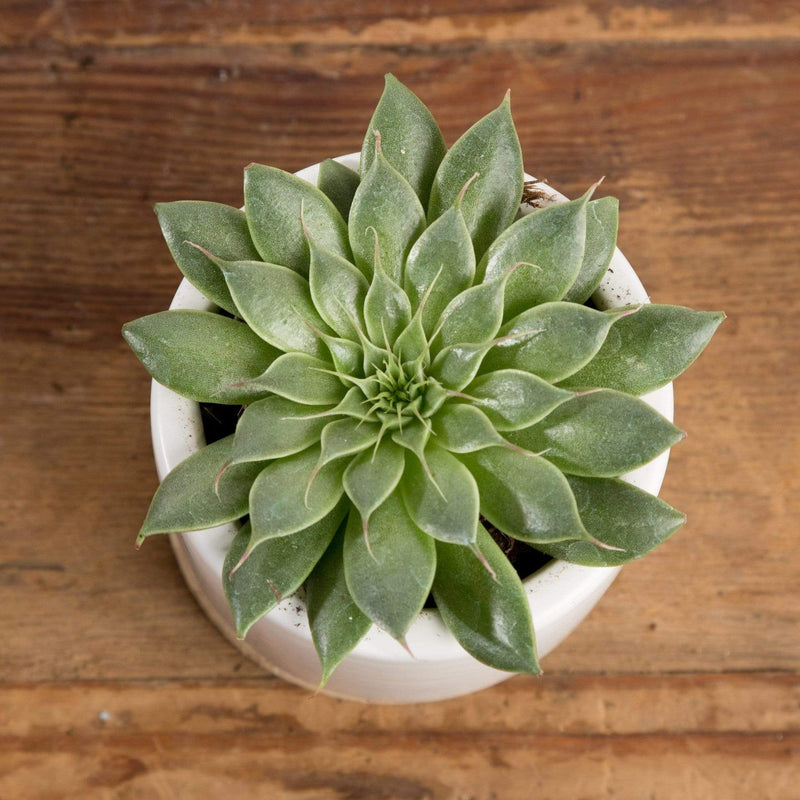 Succulent 'Silver Star' - Urban Sprouts