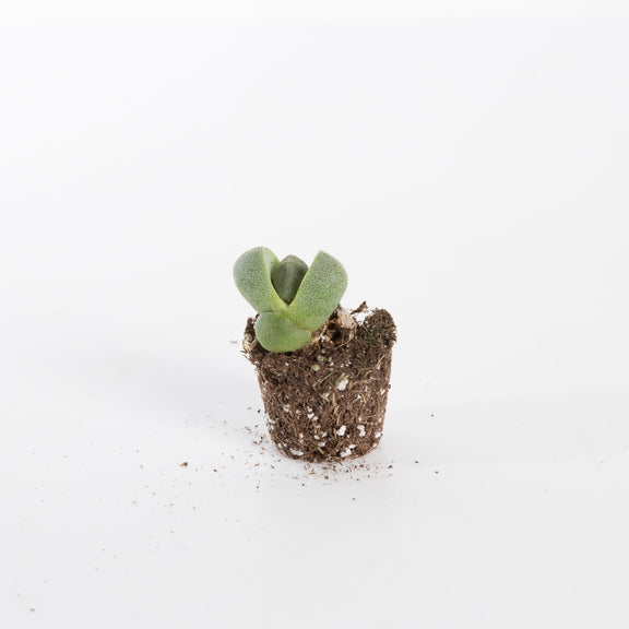 Urban Sprouts Plant 2" in nursery pot Succulent 'Split Rock'