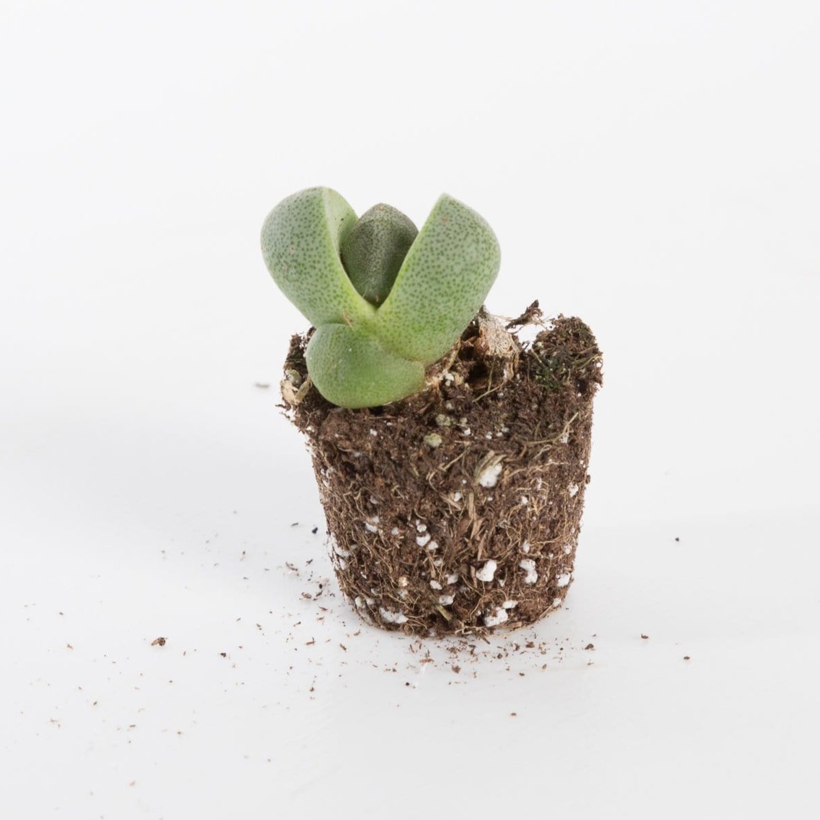 Urban Sprouts Plant 2" in nursery pot Succulent 'Split Rock'