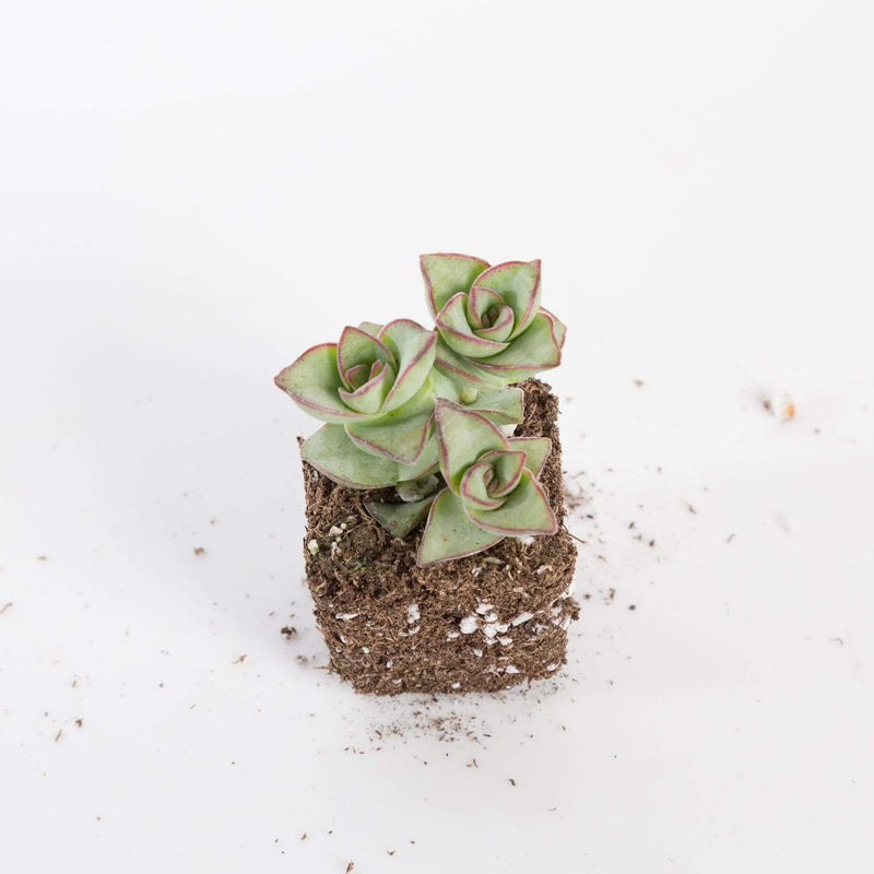 Urban Sprouts Plant 2" in nursery pot Succulent 'String of Buttons’