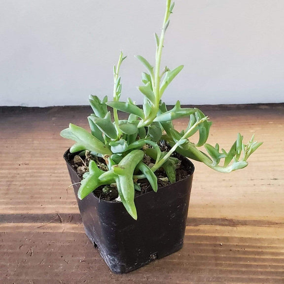 Urban Sprouts Plant 2" in nursery pot Succulent 'String of Dolphins'