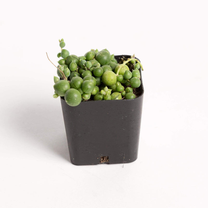 Urban Sprouts Plant 2" in nursery pot Succulent 'String Of Pearls'