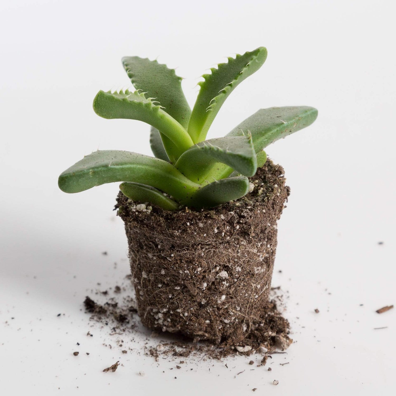 Urban Sprouts Plant 2" in nursery pot Succulent 'Tiger Jaws'