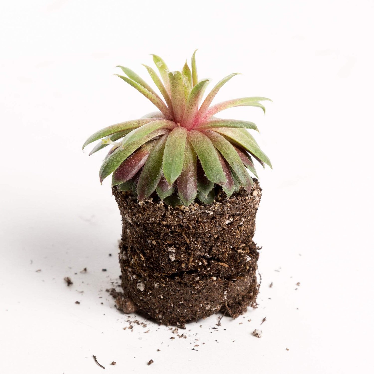 Urban Sprouts Plant 2" in nursery pot Succulent 'Vaughelen'