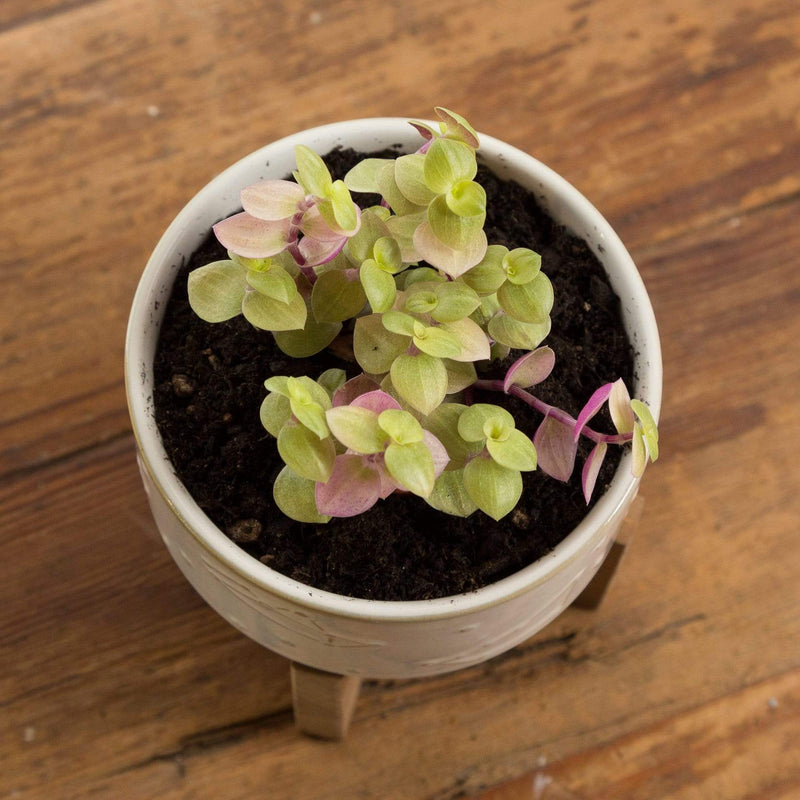 Urban Sprouts Plant 2" in nursery pot Turtle Vine 'Creeping Inch Plant - Pink Lady'