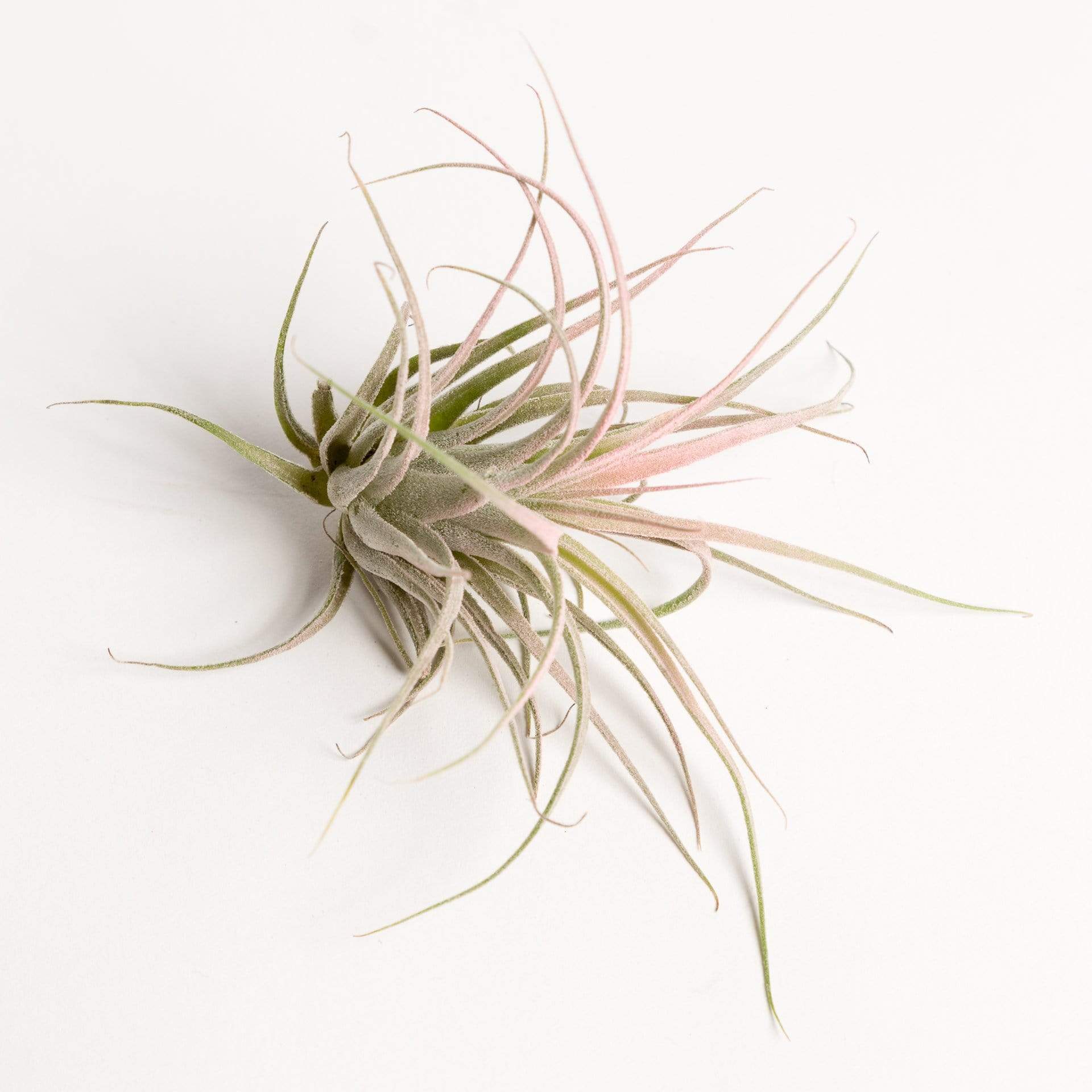 Urban Sprouts Plant 2" Pink Tillandsia Scaposa