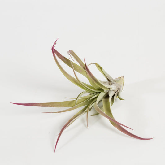 Urban Sprouts Plant 3-4" / Mauve Tillandsia Capitata