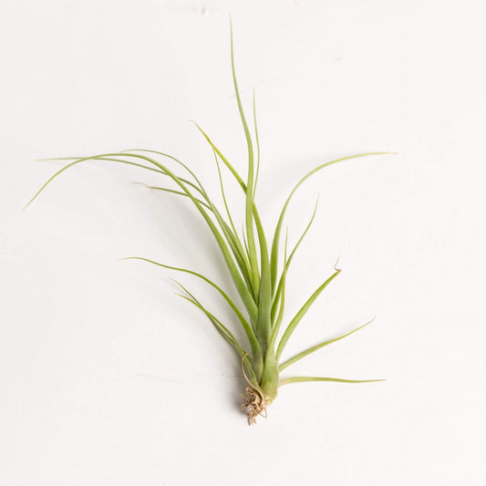 Urban Sprouts Plant 3-4" Tillandsia 'Balbisiana'