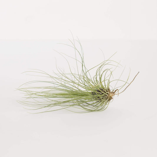 Urban Sprouts Plant 3-4" Tillandsia Filifolia