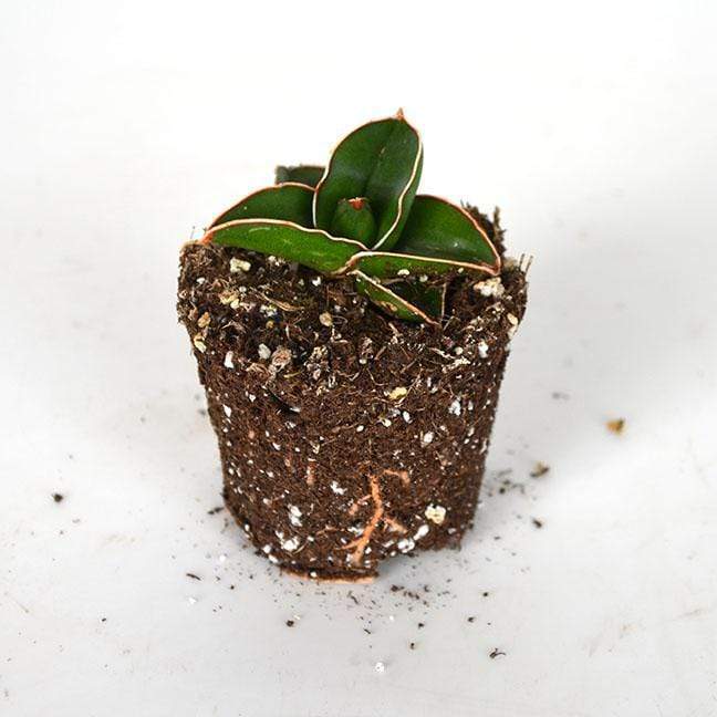 Urban Sprouts Plant 3" in nursery pot Snake Plant 'Samurai Dwarf'