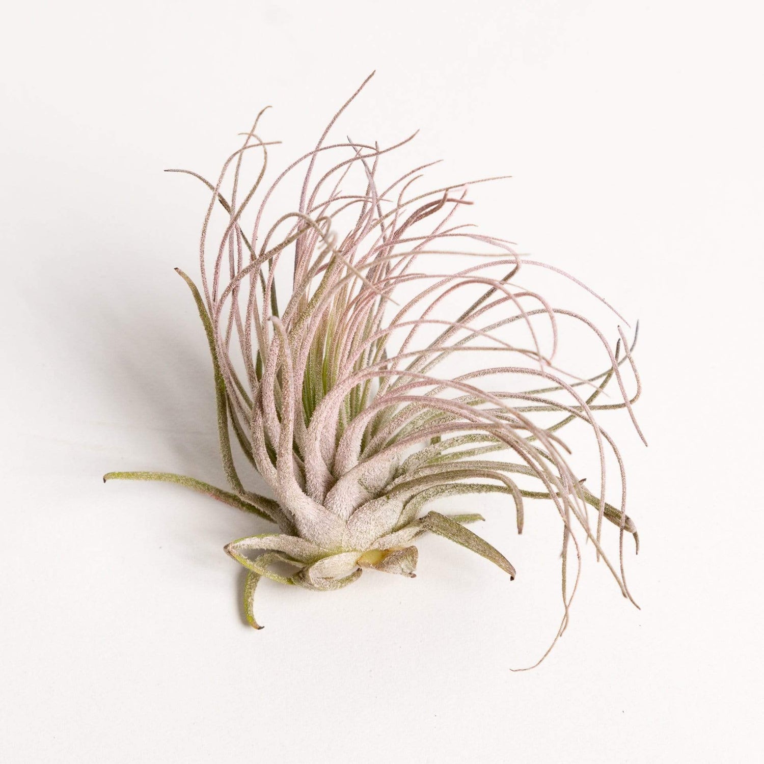Urban Sprouts Plant 3" Pink Tillandsia Magnusiana