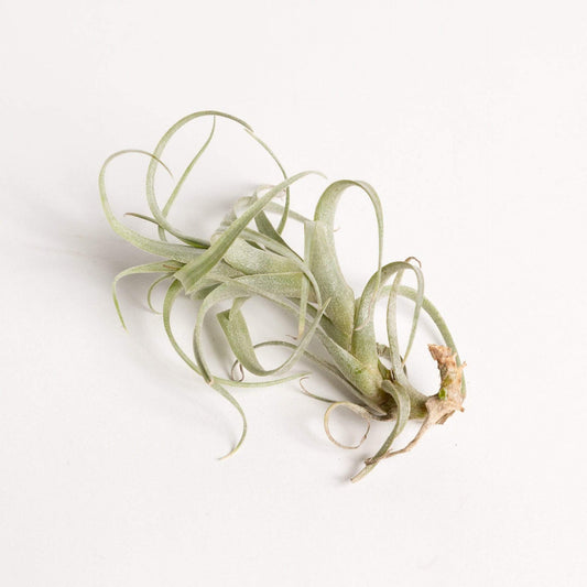 Urban Sprouts Plant 3" Tillandsia Nana