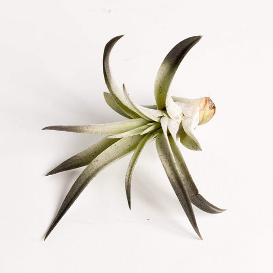 Urban Sprouts Plant 4-5" Black Tillandsia Harrisii