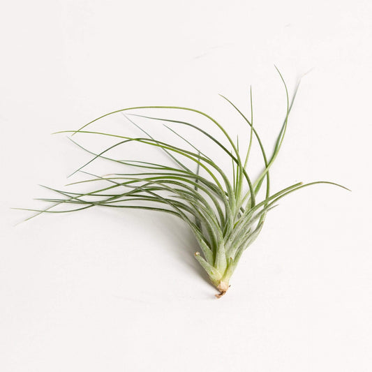 Urban Sprouts Plant 4" / Black Tillandsia Houston