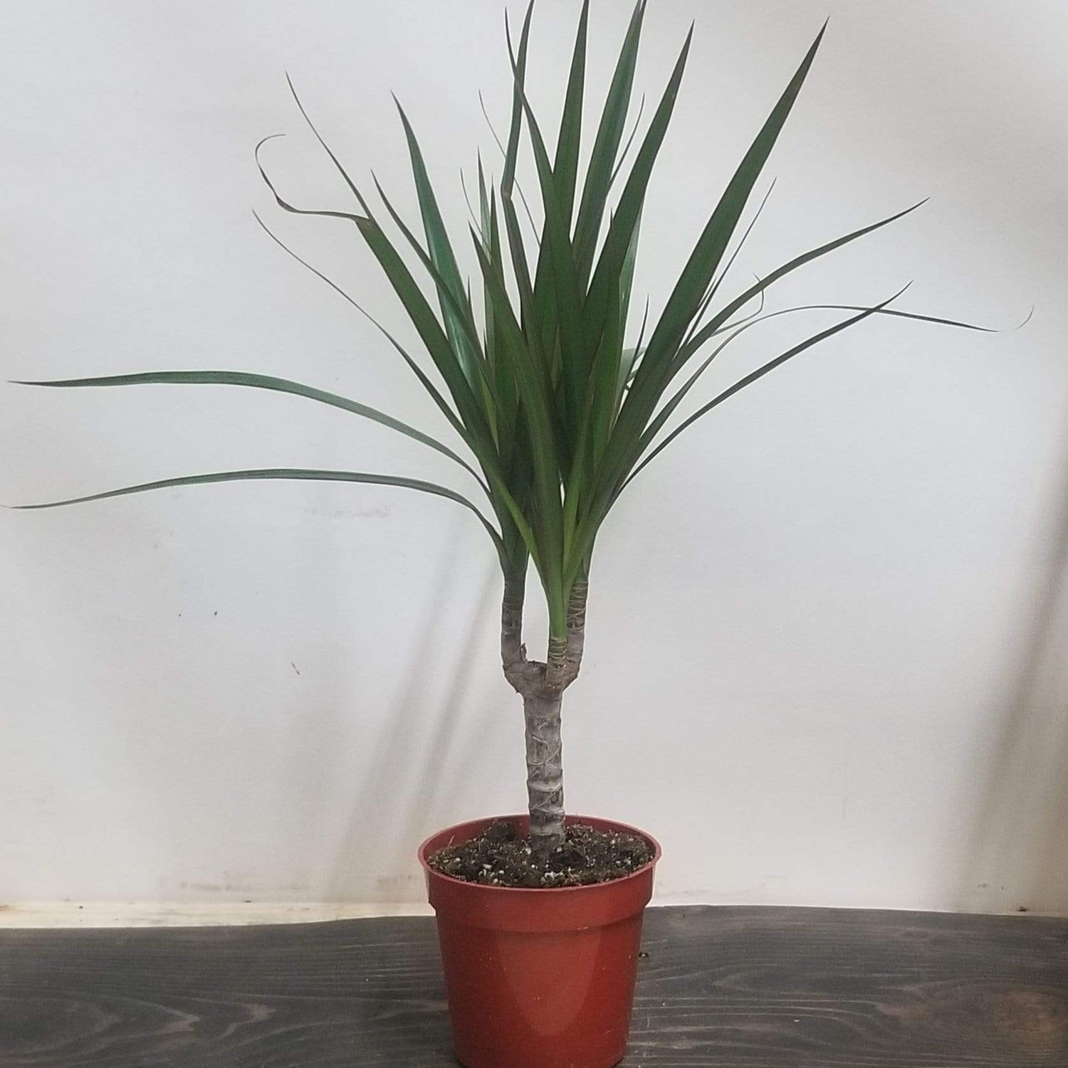 Urban Sprouts Plant 4" Cane in nursery pot Dragon Tree 'Magenta'