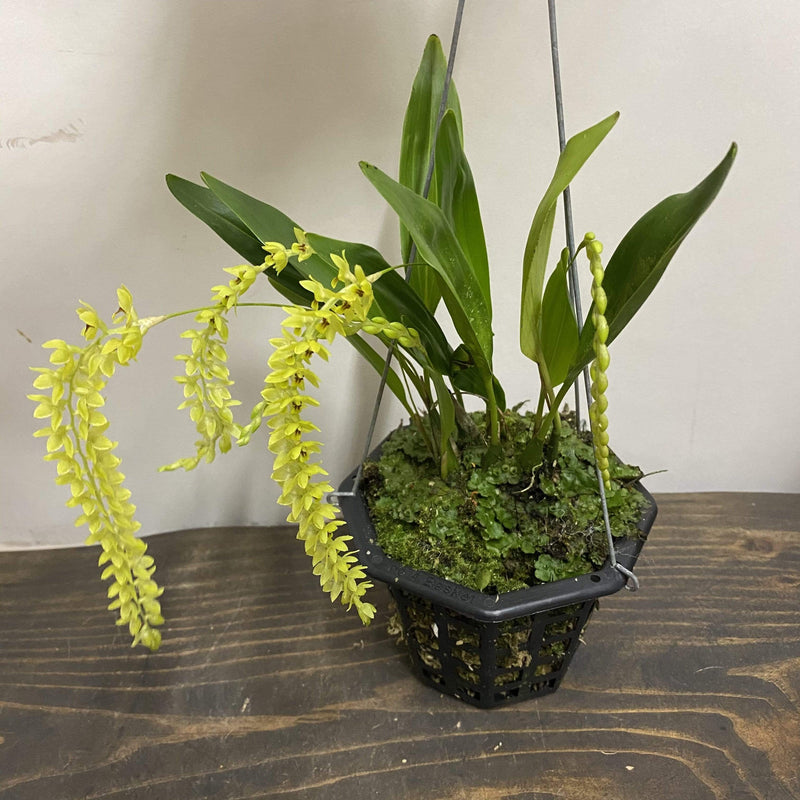 Urban Sprouts Plant 4" in basket Orchid 'Dendrobium Uncantum'