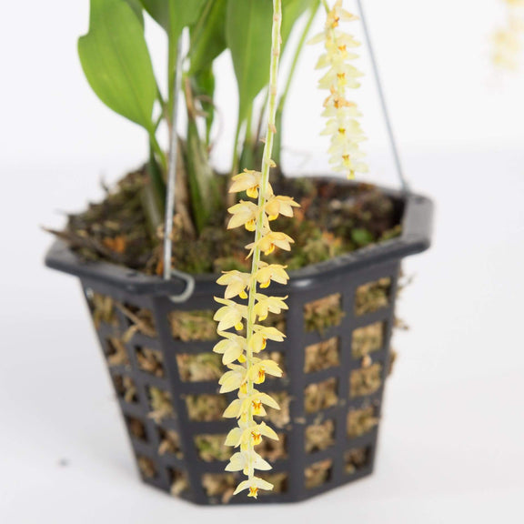 Urban Sprouts Plant 4" in basket Orchid 'Dendrobium Uncantum'