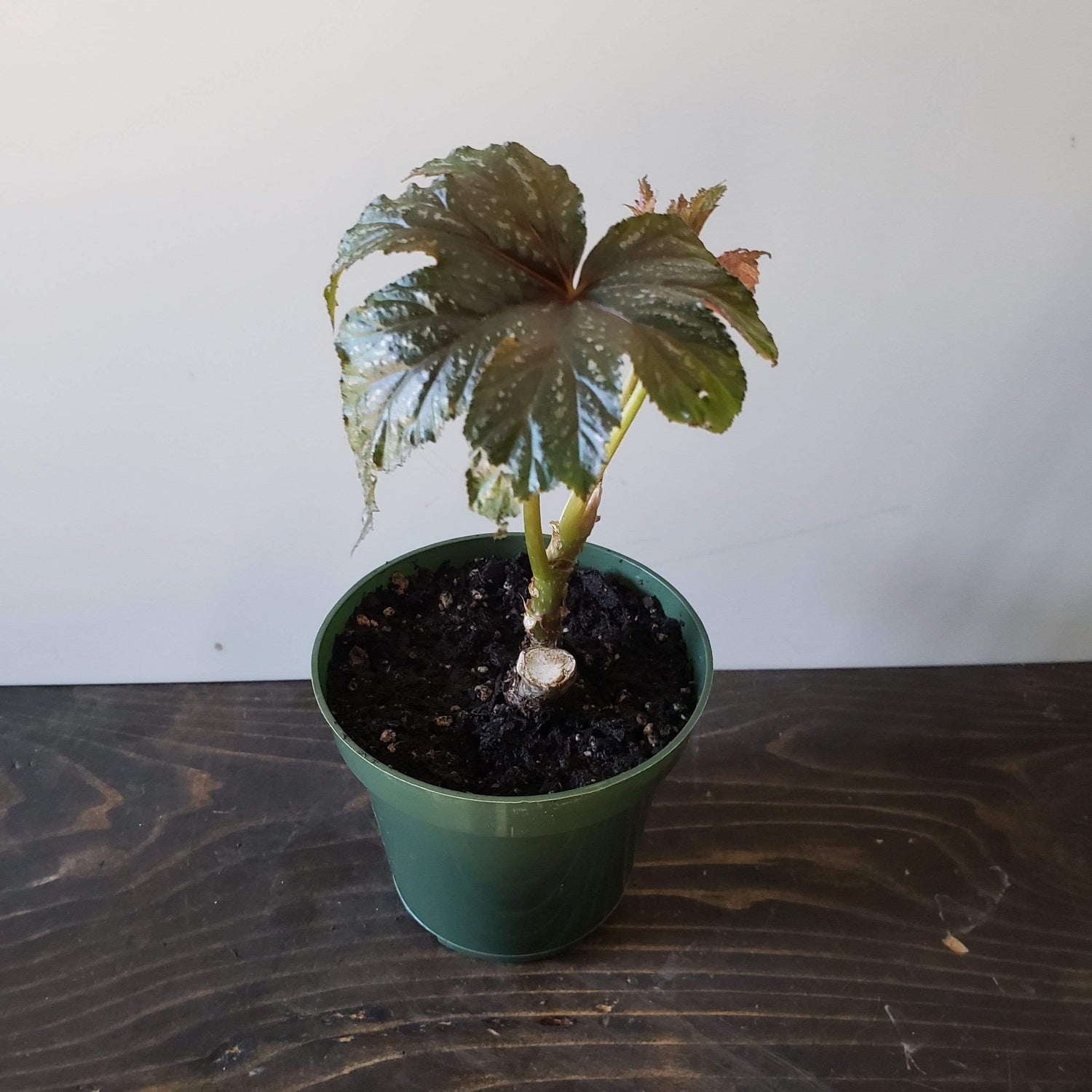 Urban Sprouts Plant 4" in nursery por Begonia 'Gryphon'