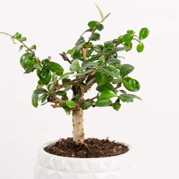 Bonsai 'Carmona' - Urban Sprouts