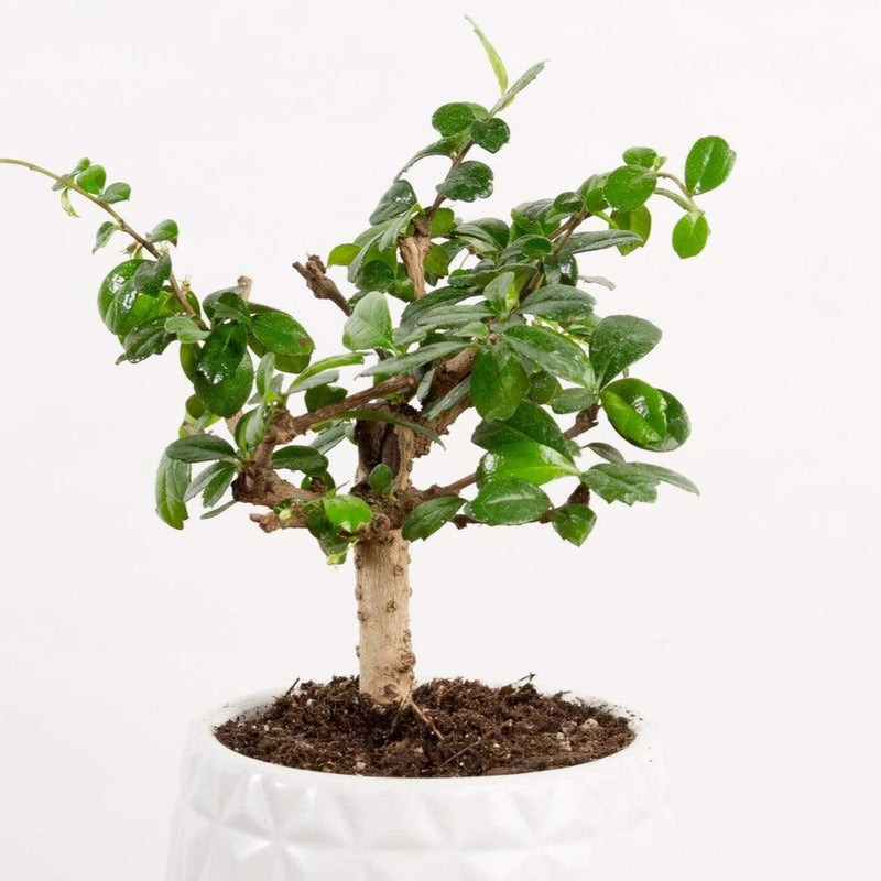 Bonsai 'Carmona' - Urban Sprouts