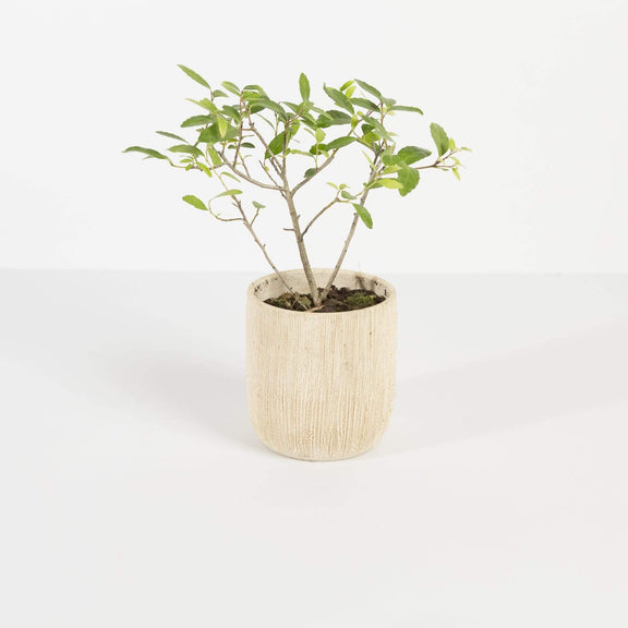 Bonsai 'Yaupon Holly' - Urban Sprouts