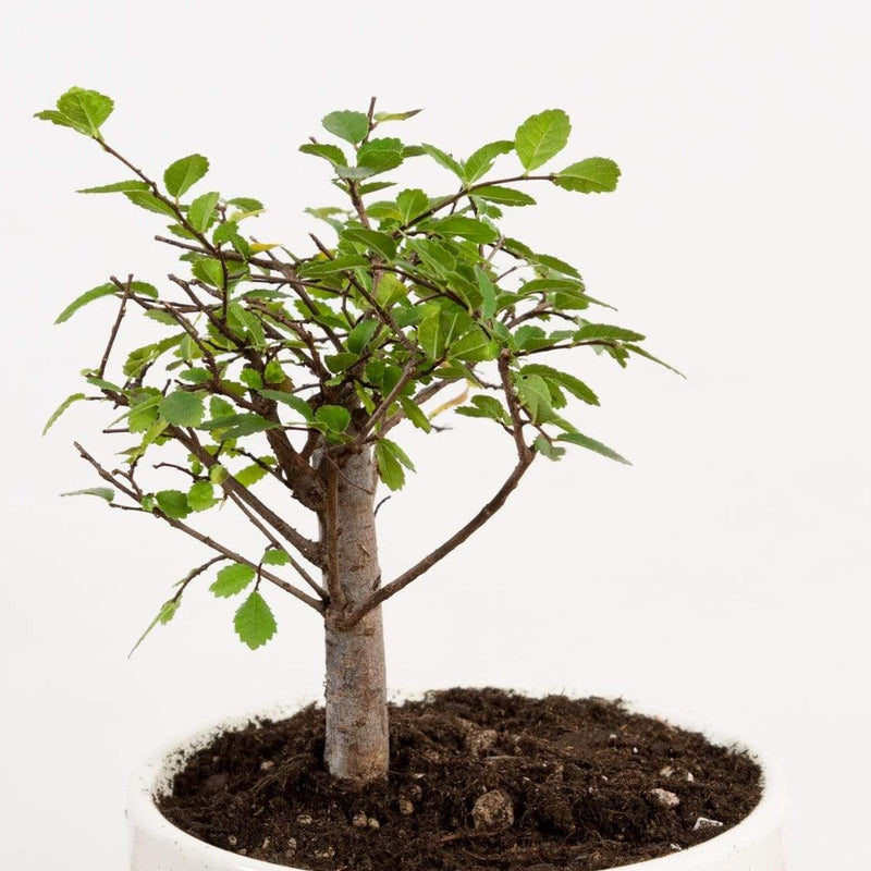Bonsai 'Zelkova' - Urban Sprouts