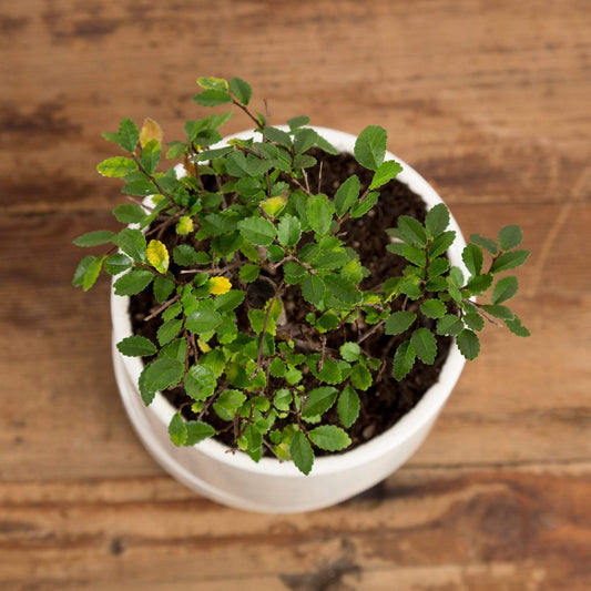 Bonsai 'Zelkova' - Urban Sprouts