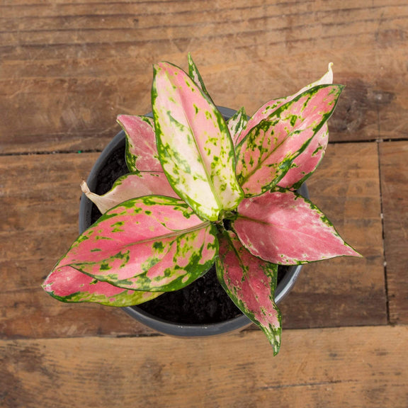Chinese Evergreen 'Lucky Red' - Urban Sprouts
