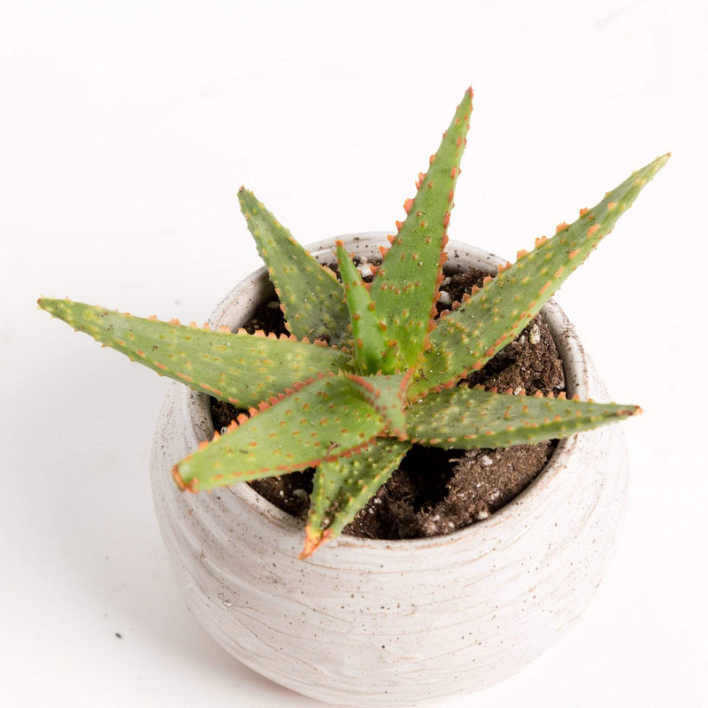 Urban Sprouts Plant 4" in nursery pot Aloe 'Ajr'