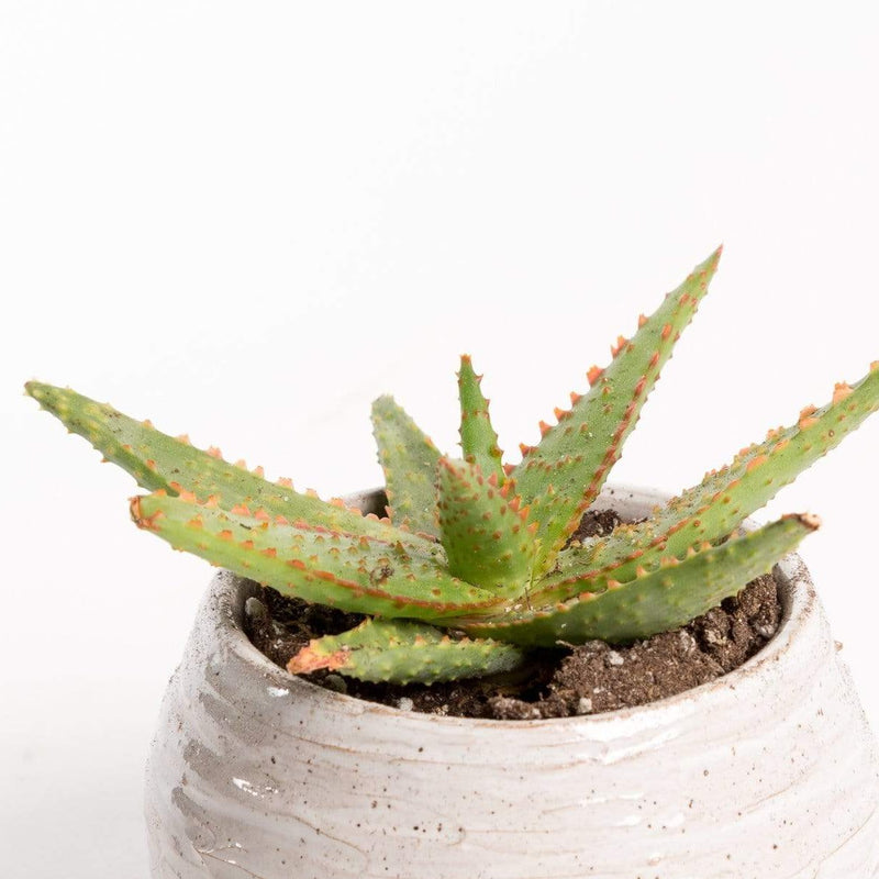 Urban Sprouts Plant 4" in nursery pot Aloe 'Ajr'