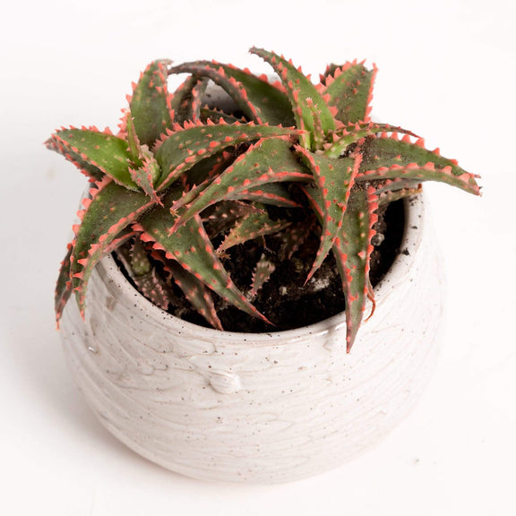 Urban Sprouts Plant 4" in nursery pot Aloe 'Christmas Sleigh'