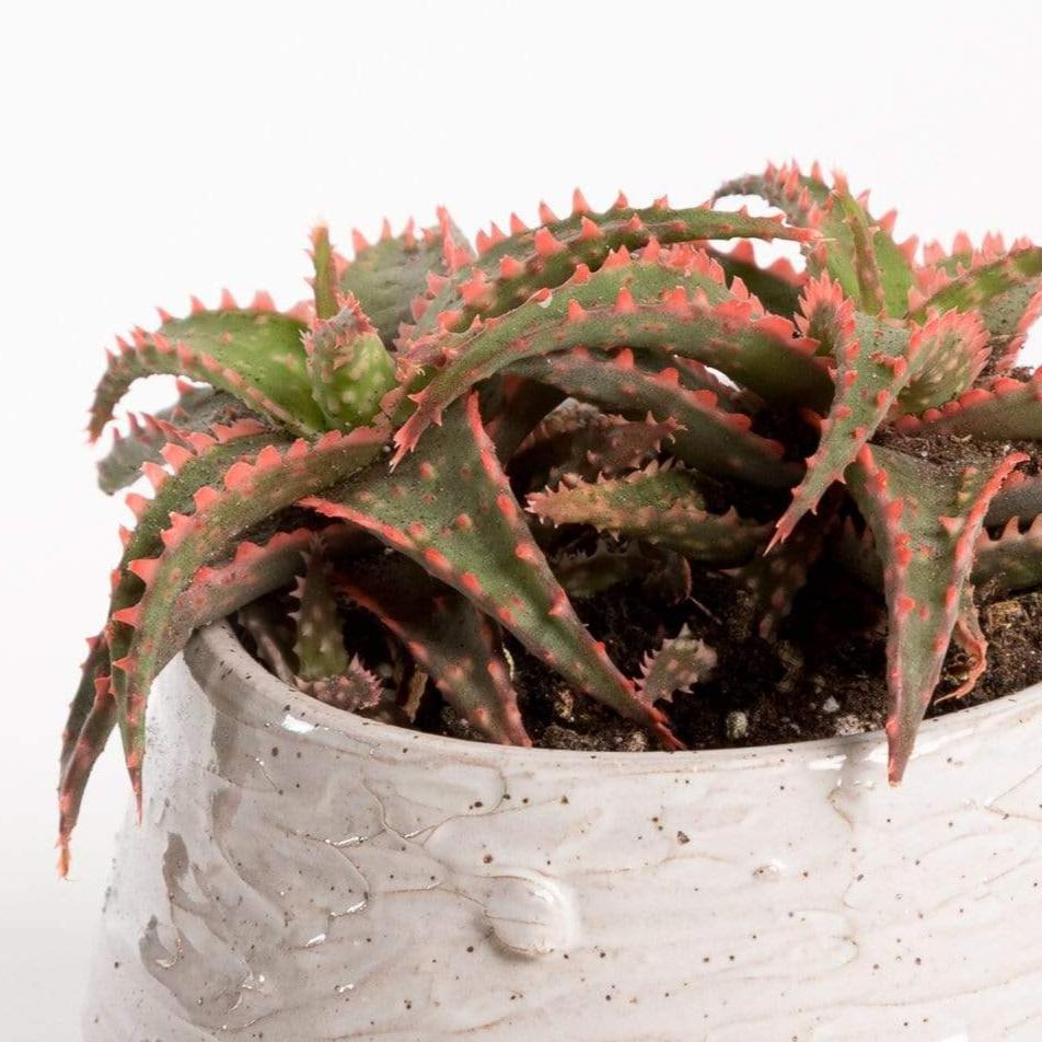 Urban Sprouts Plant 4" in nursery pot Aloe 'Christmas Sleigh'