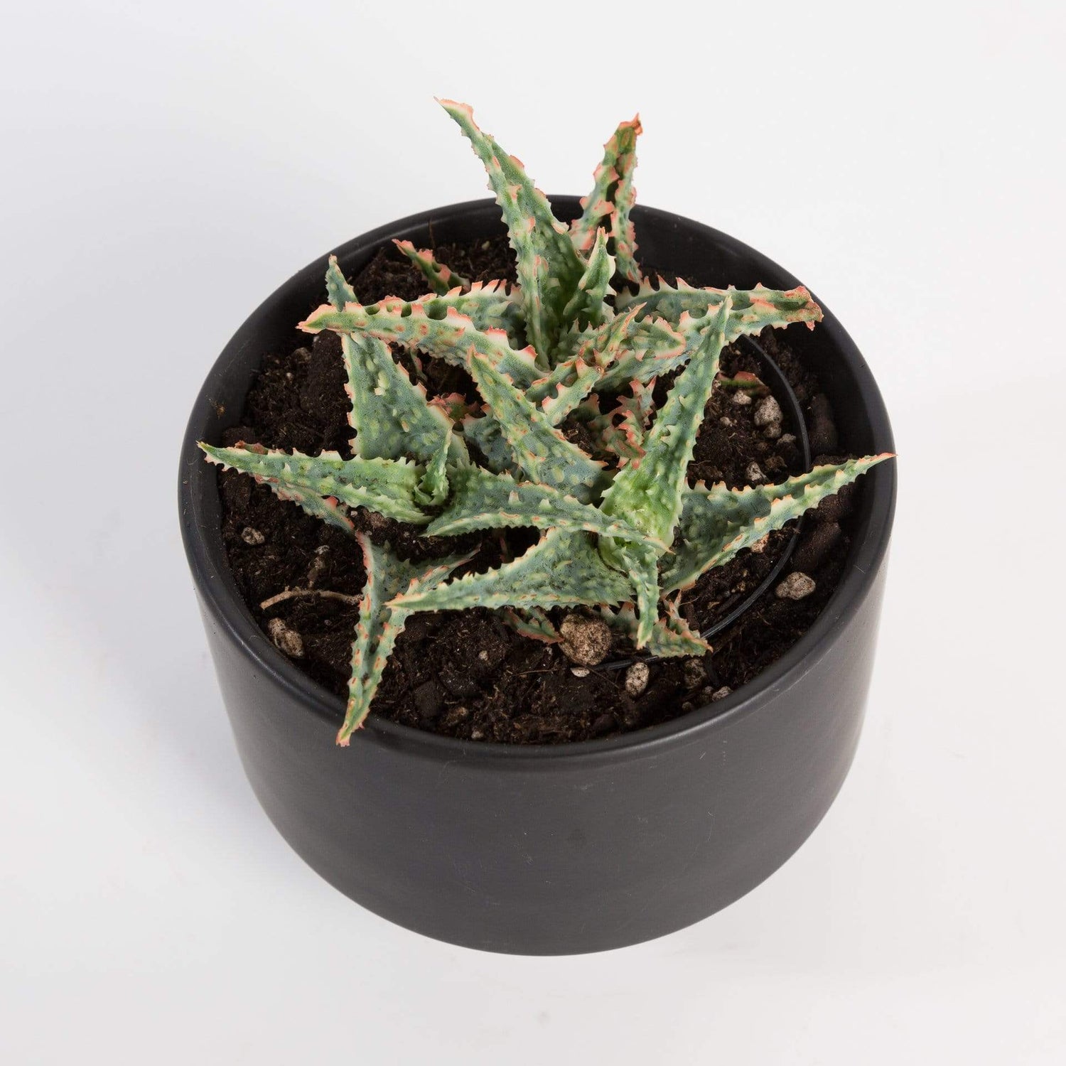 Urban Sprouts Plant 4" in nursery pot Aloe 'Oik'