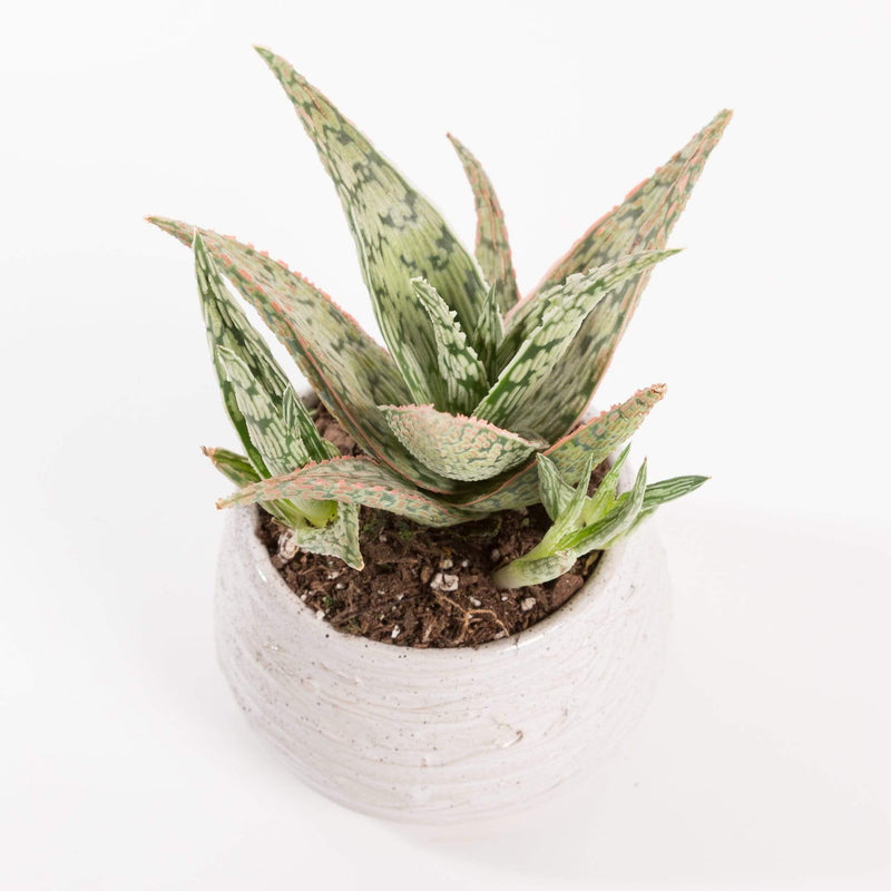 Urban Sprouts Plant 4" in nursery pot Aloe 'Pink Blush'
