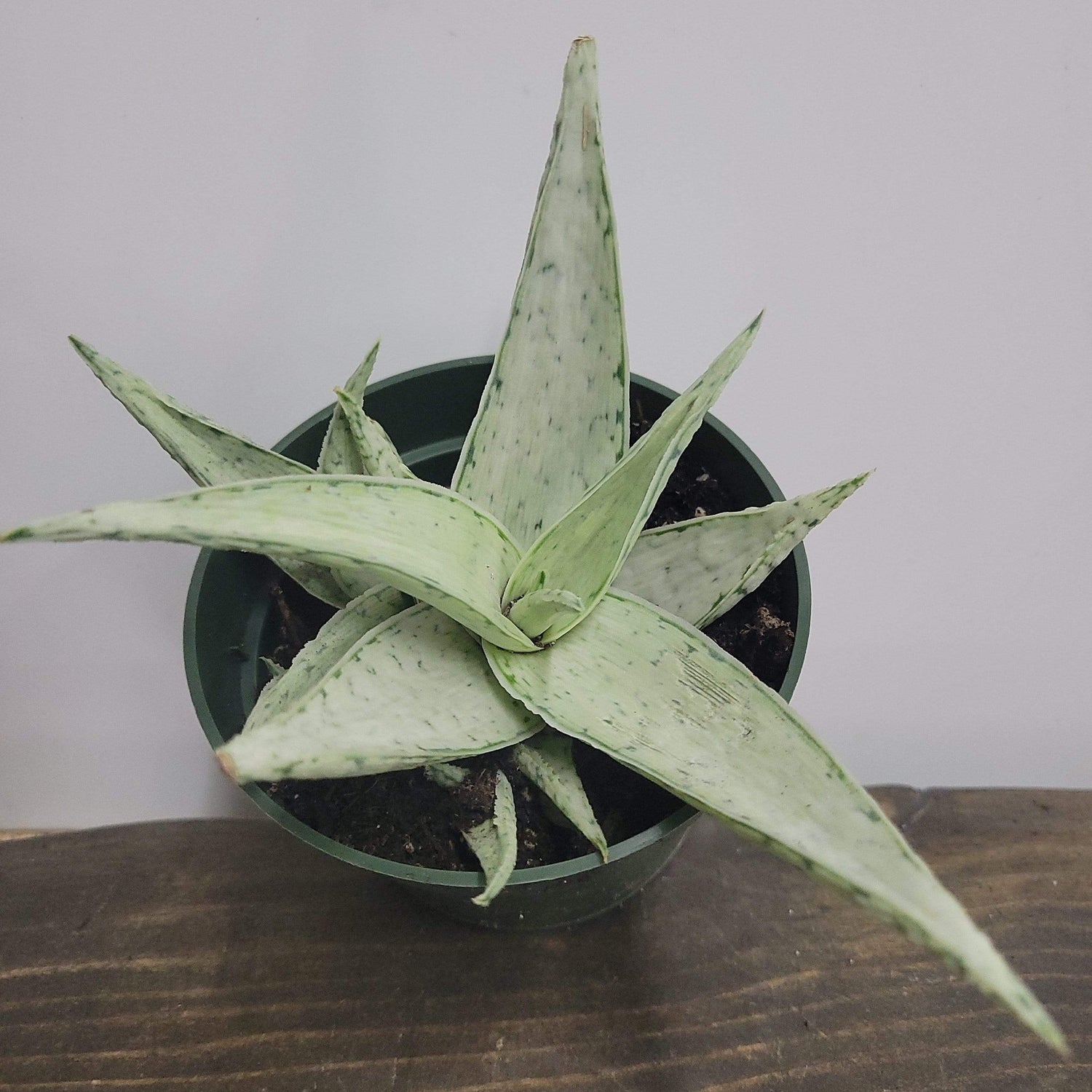 Urban Sprouts Plant 4" in nursery pot Aloe 'Snow Drift'