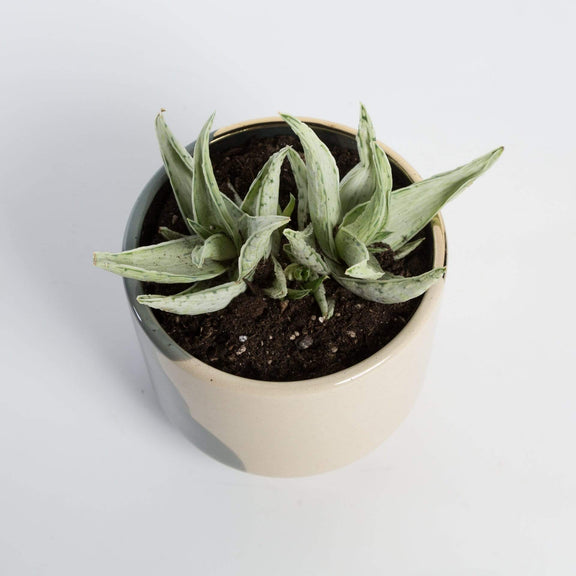 Urban Sprouts Plant 4" in nursery pot Aloe 'Snow Drift'