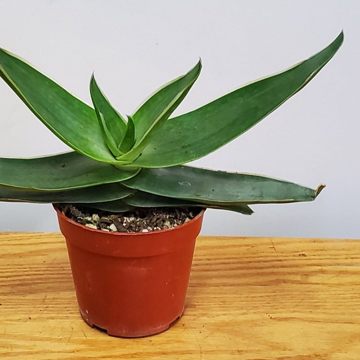 Urban Sprouts Plant 4" in nursery pot Aloe 'White Edge Coral'
