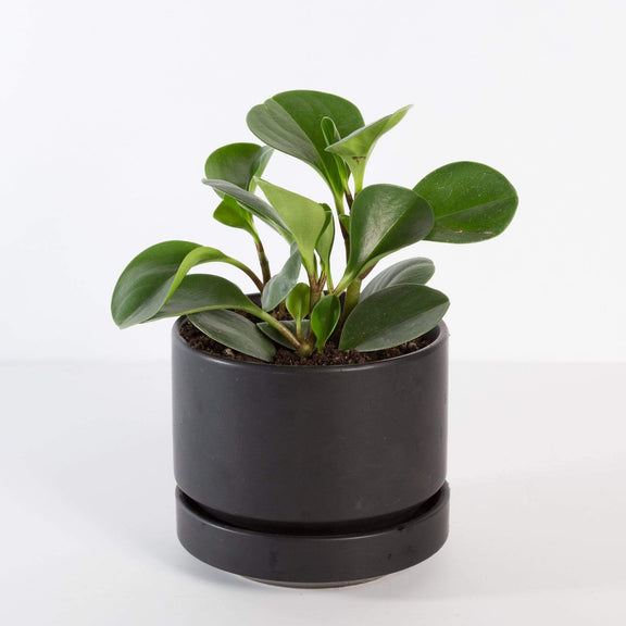 Urban Sprouts Plant 4" in nursery pot American Baby Rubber Plant