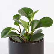 Urban Sprouts Plant 4" in nursery pot American Baby Rubber Plant