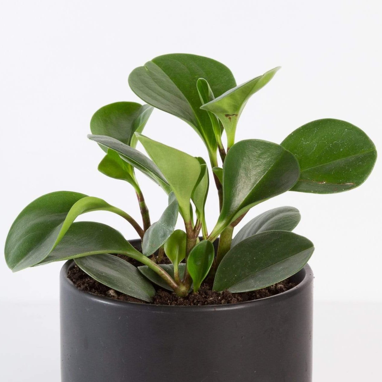 Urban Sprouts Plant 4" in nursery pot American Baby Rubber Plant