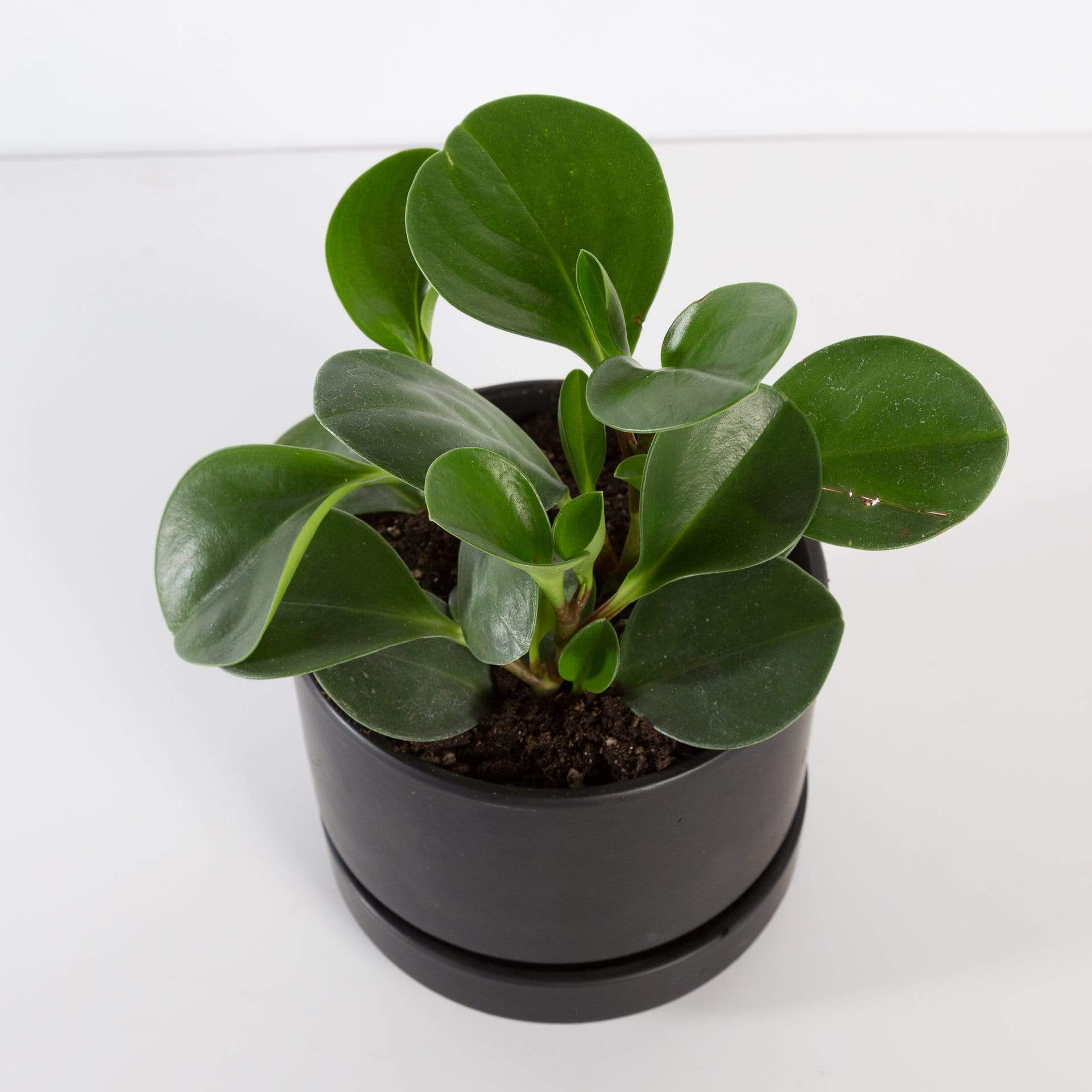 Urban Sprouts Plant 4" in nursery pot American Baby Rubber Plant