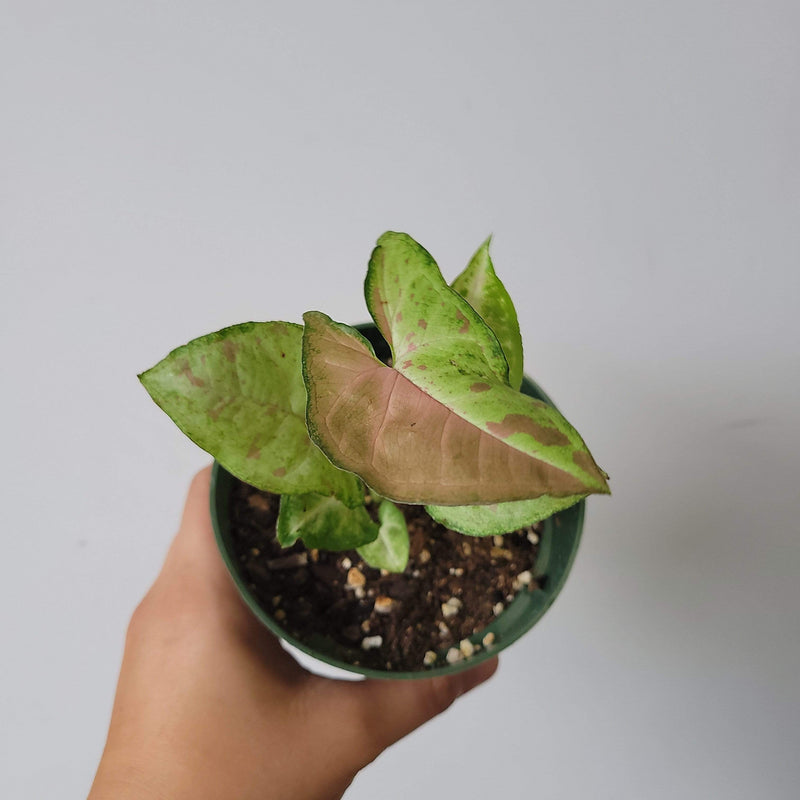 Urban Sprouts Plant 4" in nursery pot Arrowhead Vine 'Confetti'